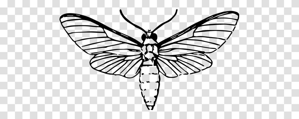 Moth Animals, Gray, World Of Warcraft Transparent Png