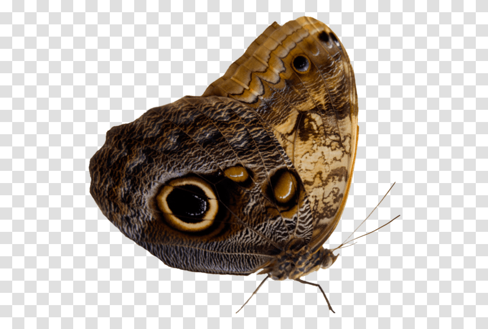 Moth 4 Image Moth, Butterfly, Insect, Invertebrate, Animal Transparent Png