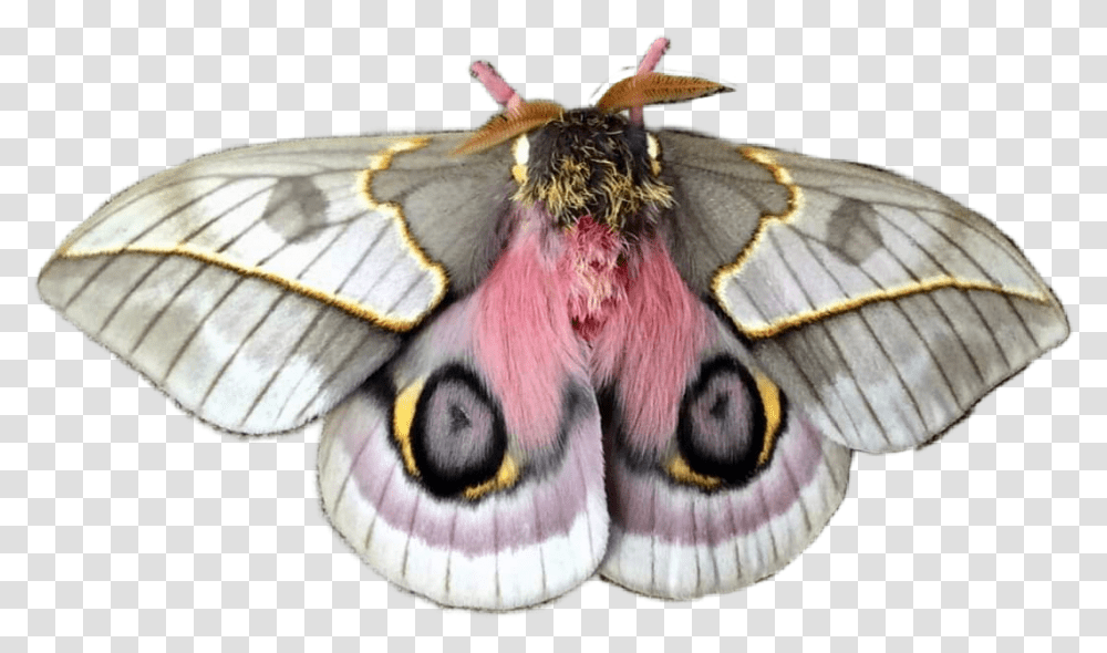 Moth Angelcore Niche Nichefiller Lovecore Cottagecore Automeris Frankae Moth, Animal, Butterfly, Insect Transparent Png