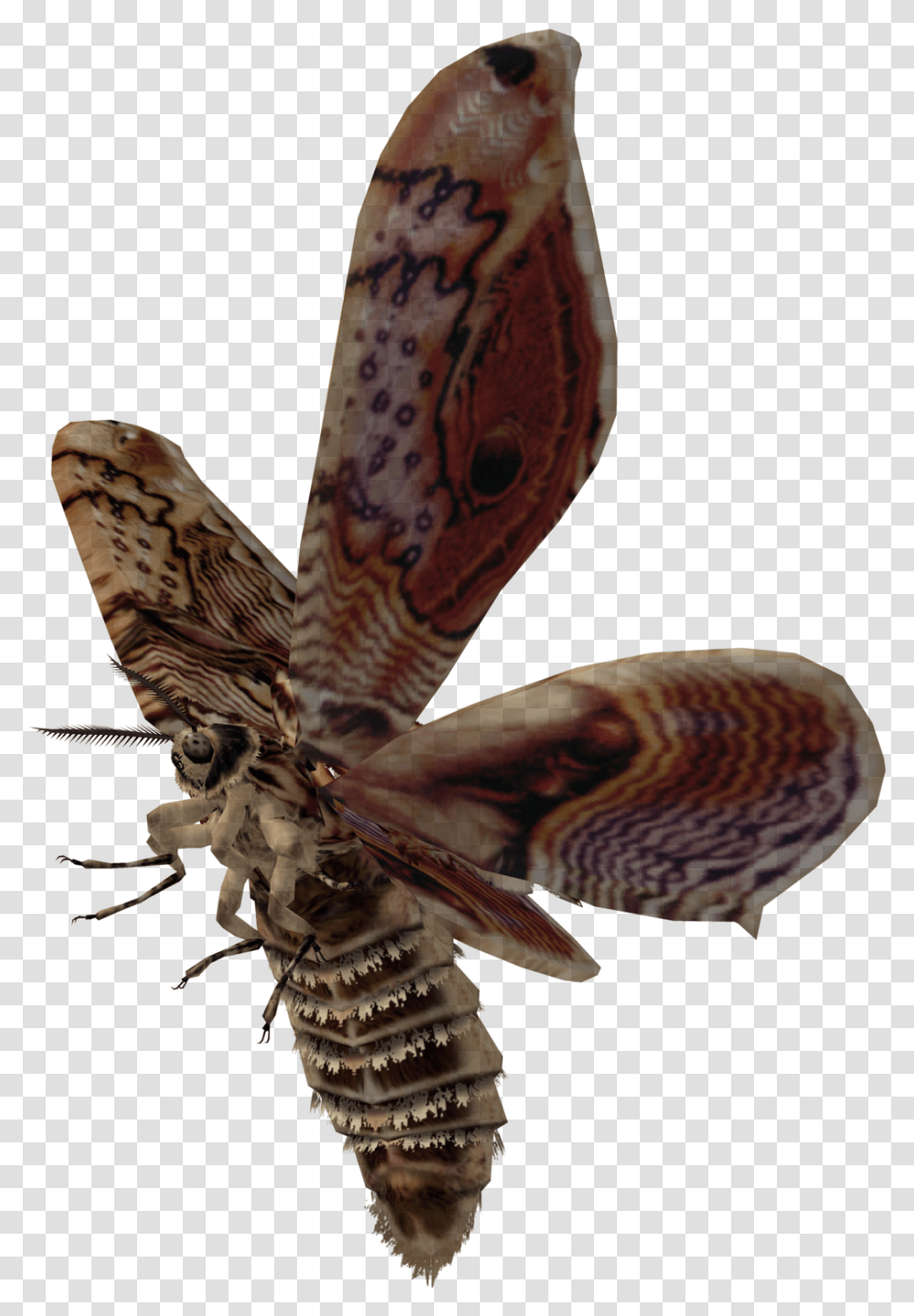 Moth Background Flying Moth Background, Insect, Invertebrate, Animal, Snake Transparent Png