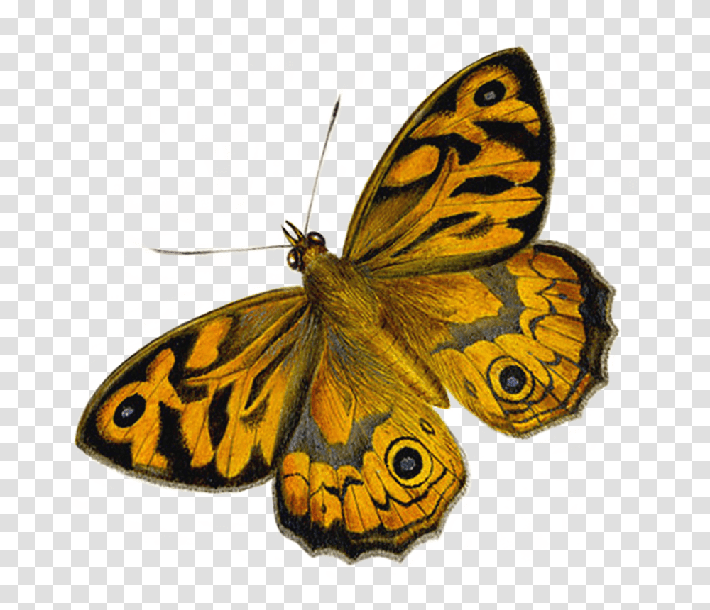 Moth Butterfly, Insect, Invertebrate, Animal, Honey Bee Transparent Png