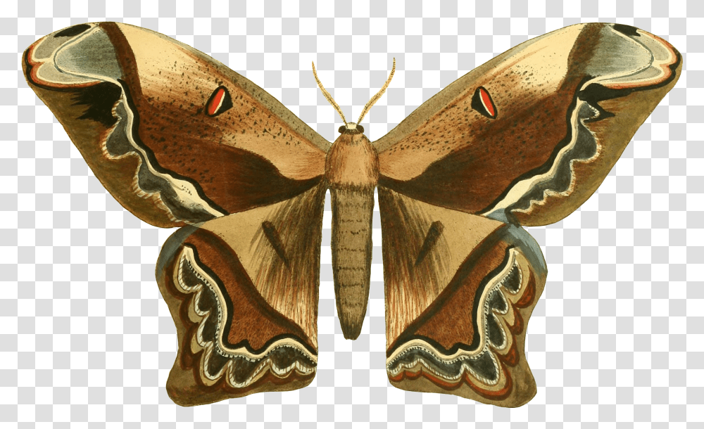 Moth, Butterfly, Insect, Invertebrate, Animal Transparent Png