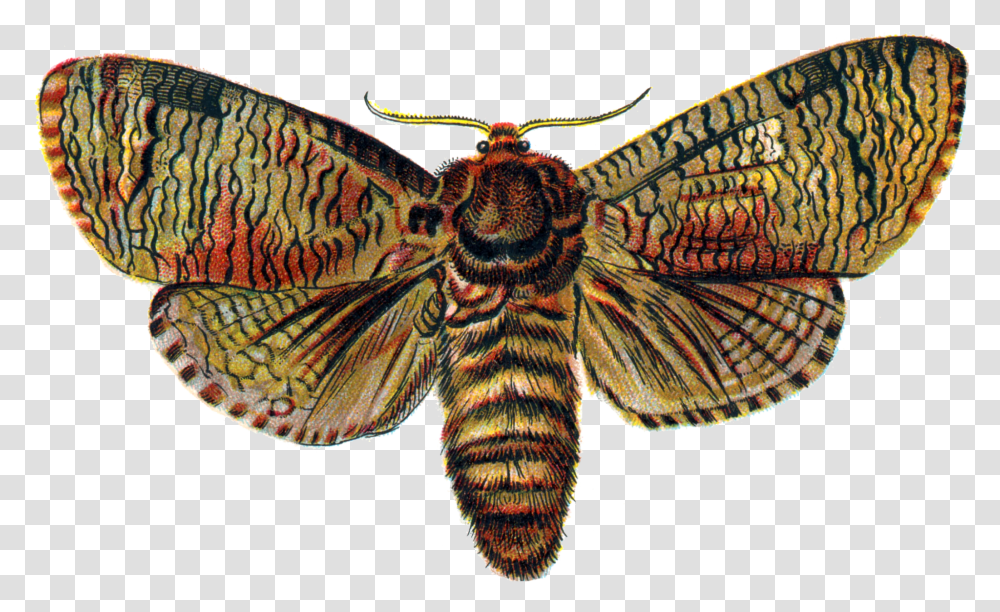 Moth, Butterfly, Insect, Invertebrate, Animal Transparent Png