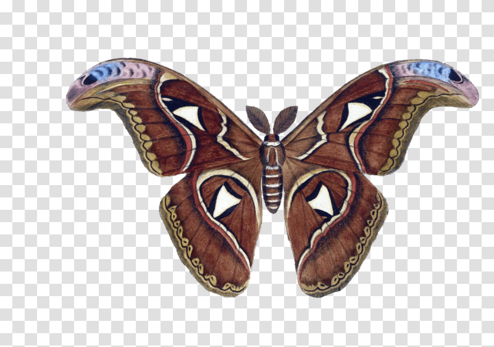 Moth Butterfly Vintage Free Stock Photo Saturniids, Insect, Invertebrate, Animal, Tattoo Transparent Png