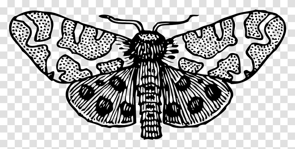 Moth Clipart Black And White, Gray, World Of Warcraft Transparent Png