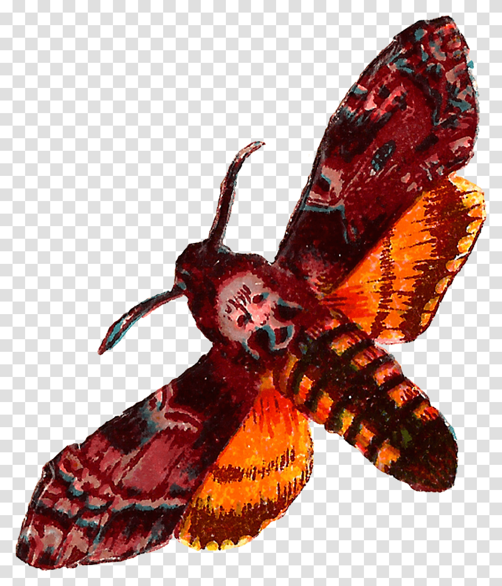 Moth Clipart Death Head Moth, Insect, Invertebrate, Animal, Butterfly Transparent Png
