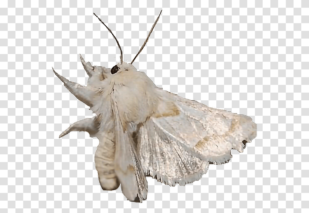 Moth Dirtcore Freetoedit Mothman, Butterfly, Insect, Invertebrate, Animal Transparent Png