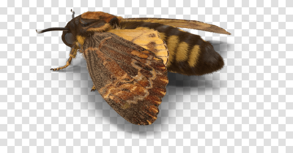 Moth Insect Freetoedit Fiery Skipper, Butterfly, Invertebrate, Animal Transparent Png