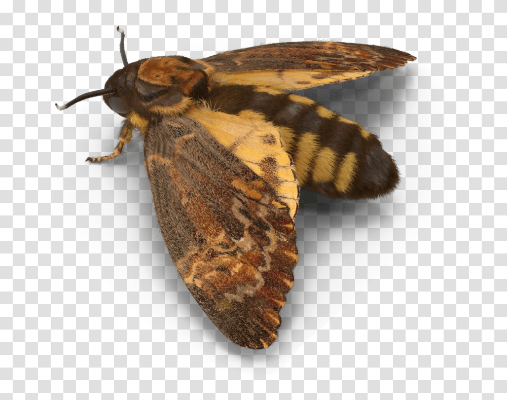 Moth Interesting Freetoedit Hofmannophila Pseudospretella, Butterfly, Insect, Invertebrate, Animal Transparent Png