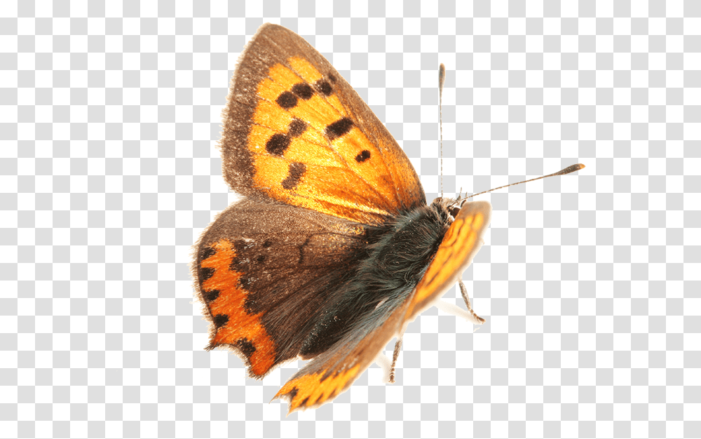 Moth Lycaena Phlaeas, Butterfly, Insect, Invertebrate, Animal Transparent Png