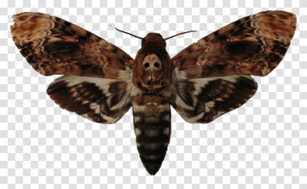 Moth Moth Buffalo Bill Silence Of The Lambs, Butterfly, Insect, Invertebrate, Animal Transparent Png