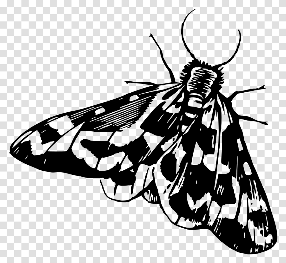 Moth Moth Clipart Black And White, Gray, World Of Warcraft Transparent Png