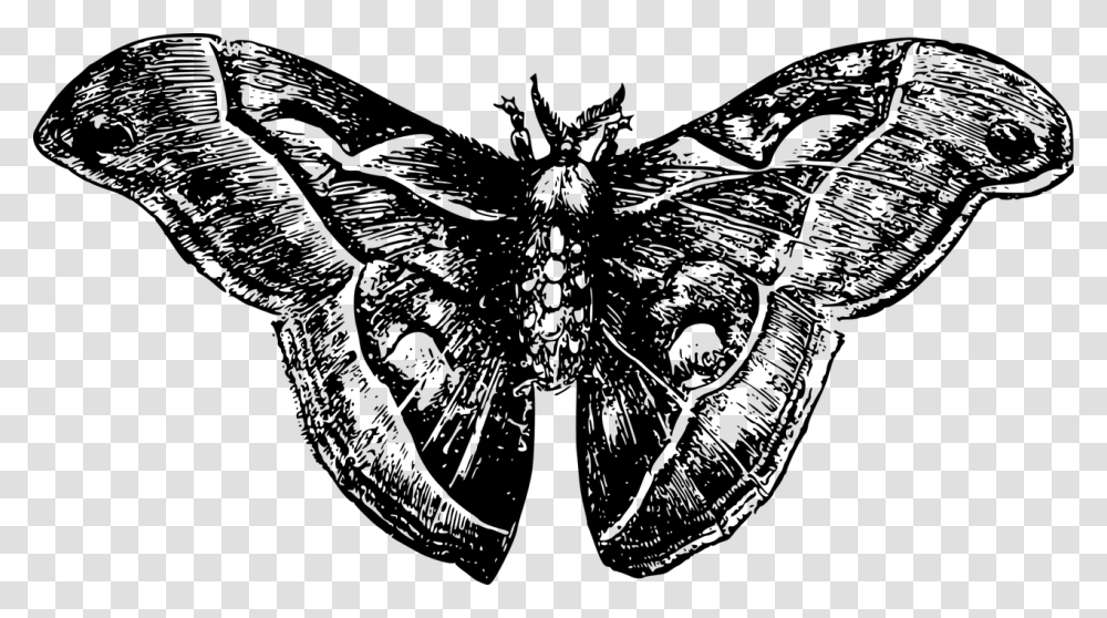 Moth Moth Free, Gray, World Of Warcraft Transparent Png