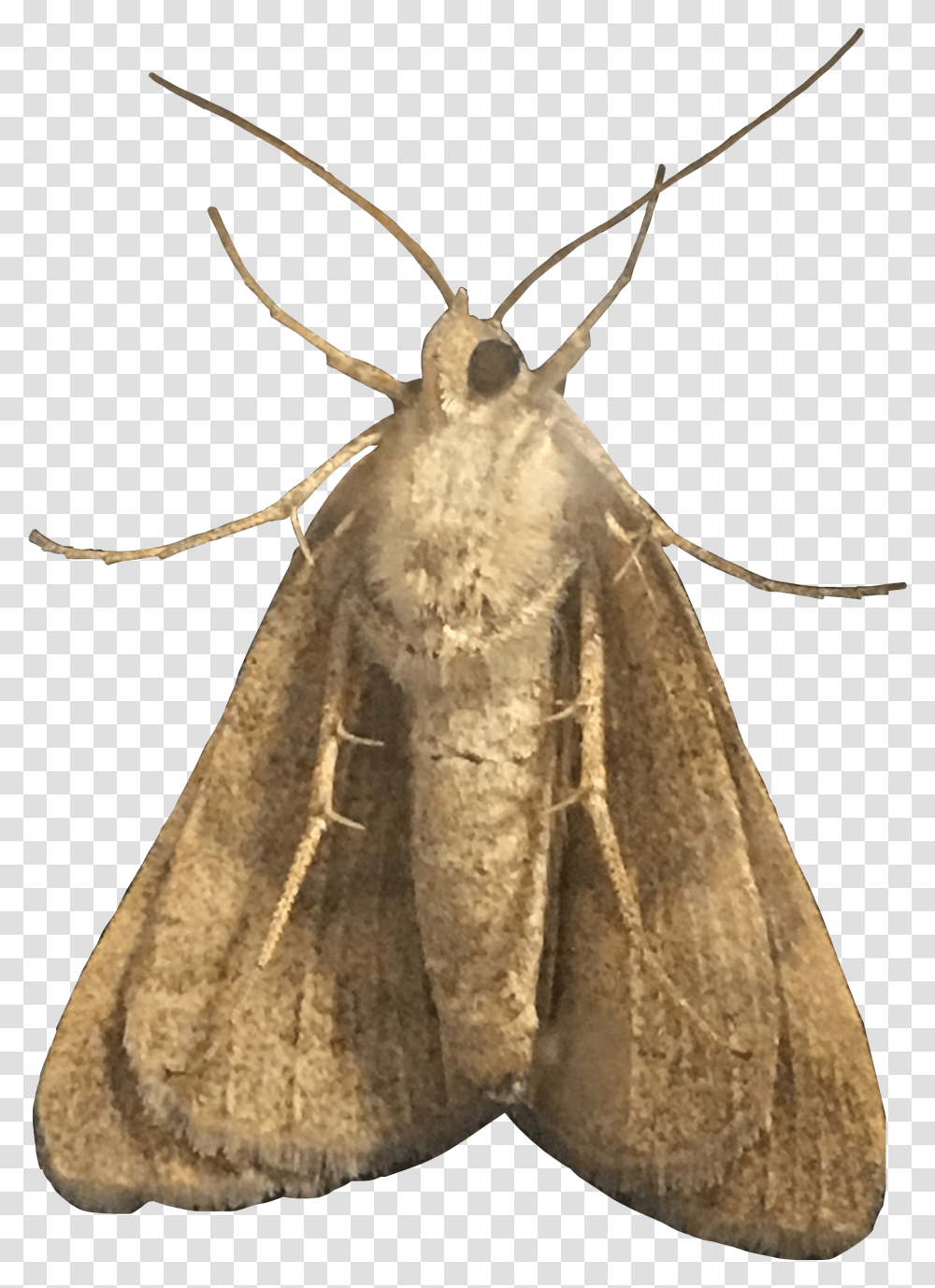 Moth Moths Amethystle Freetoedit Hofmannophila Pseudospretella, Butterfly, Insect, Invertebrate, Animal Transparent Png