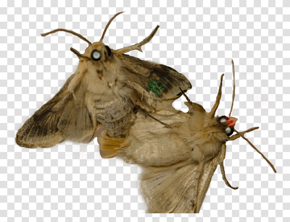 Moth Moths Freetoedit, Butterfly, Insect, Invertebrate, Animal Transparent Png