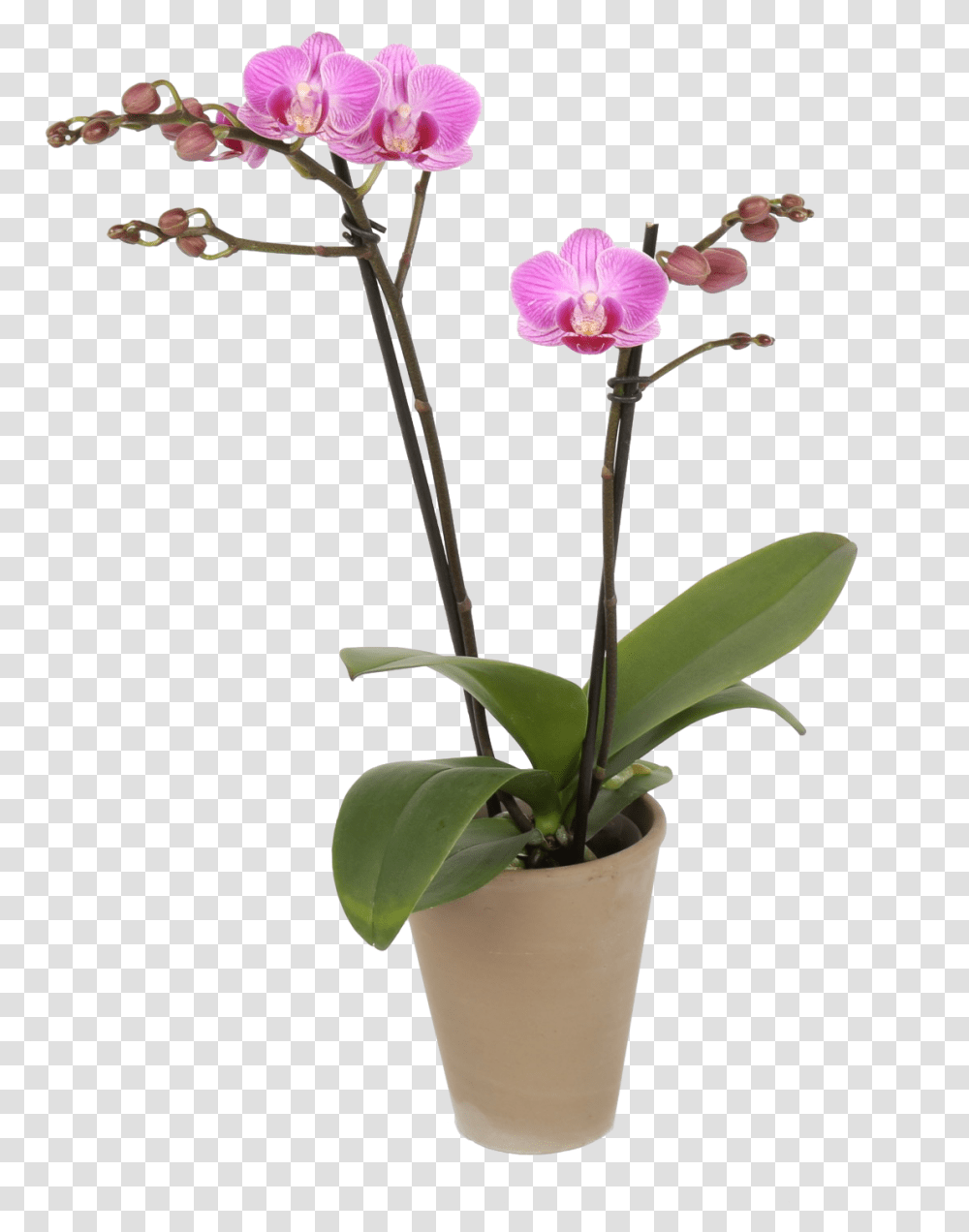 Moth Orchid, Plant, Flower, Blossom, Acanthaceae Transparent Png