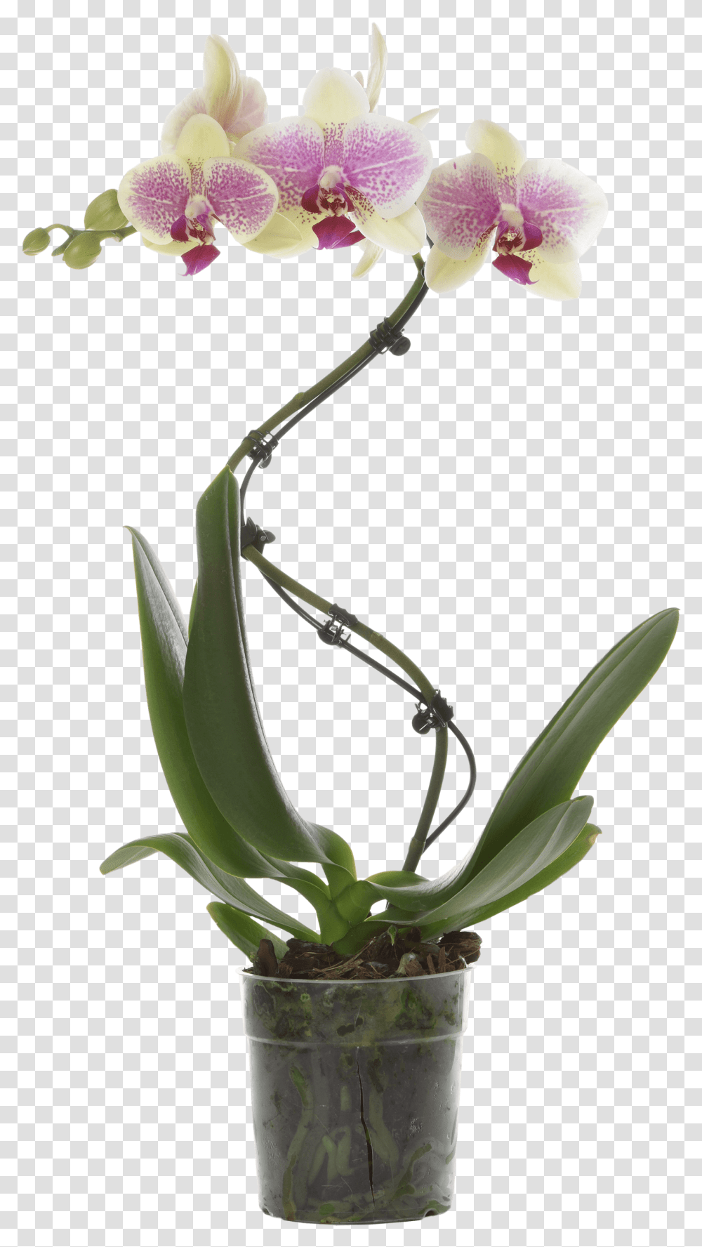 Moth Orchid, Plant, Flower, Blossom, Aloe Transparent Png