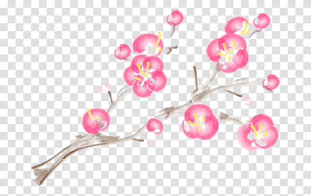 Moth Orchid, Plant, Flower, Blossom, Cherry Blossom Transparent Png