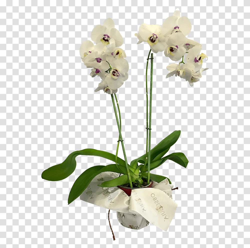 Moth Orchid, Plant, Flower, Blossom, Flower Arrangement Transparent Png