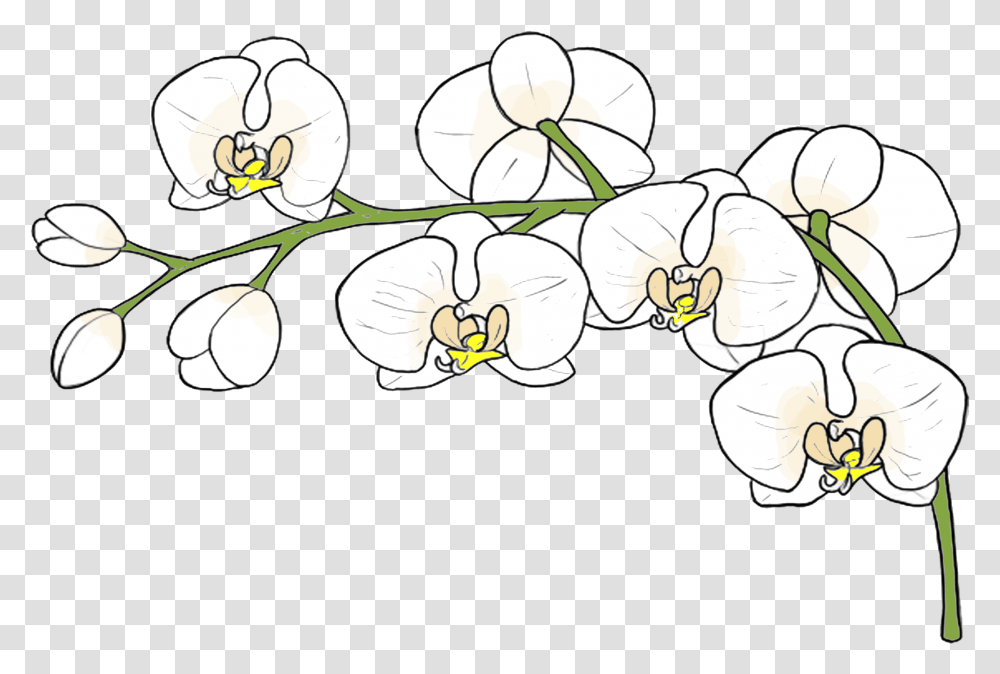 Moth Orchid, Plant, Flower, Blossom, Food Transparent Png