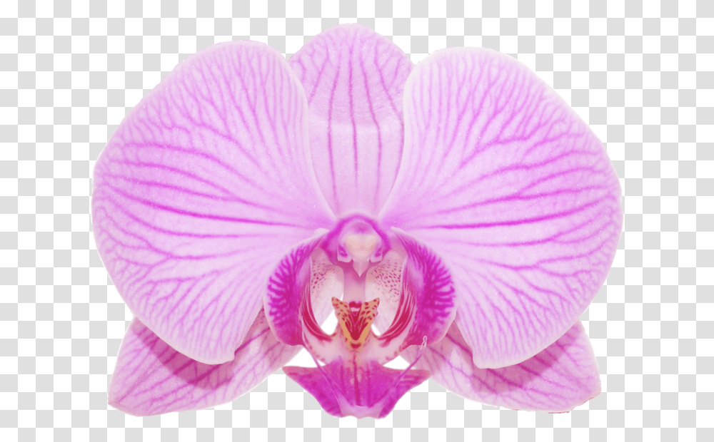 Moth Orchid, Plant, Flower, Blossom, Geranium Transparent Png