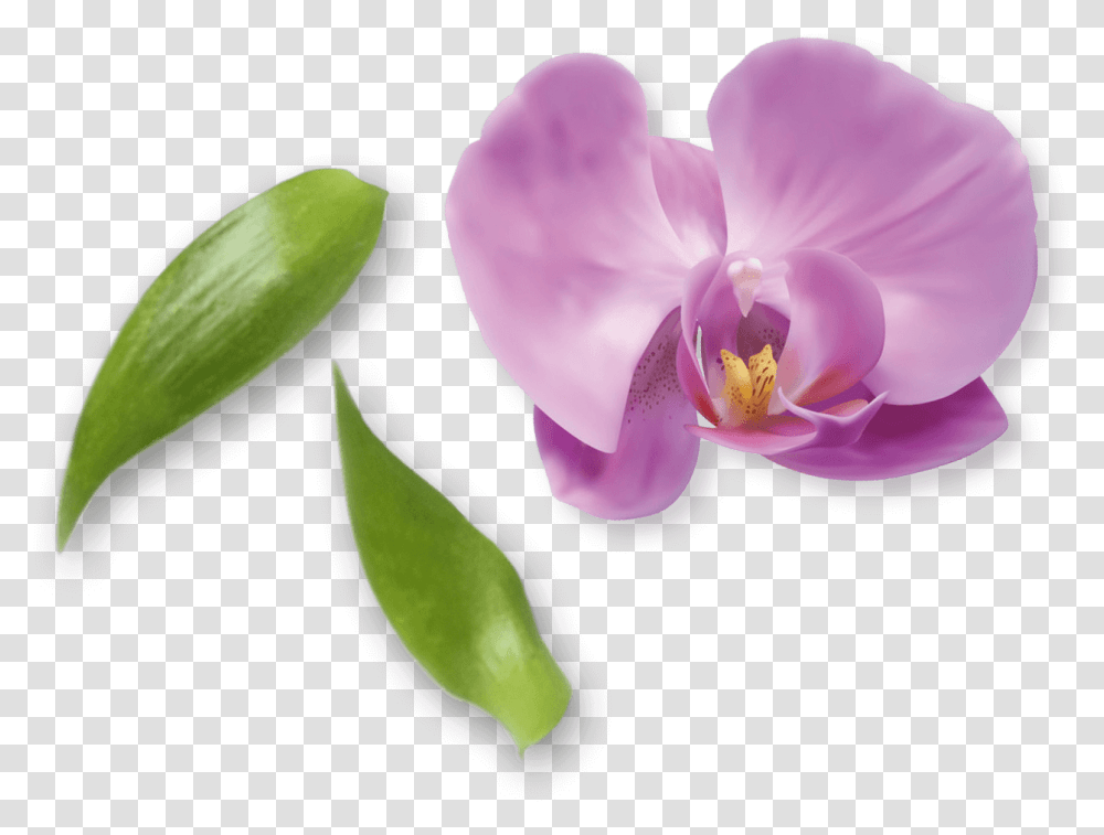 Moth Orchid, Plant, Flower, Blossom, Iris Transparent Png