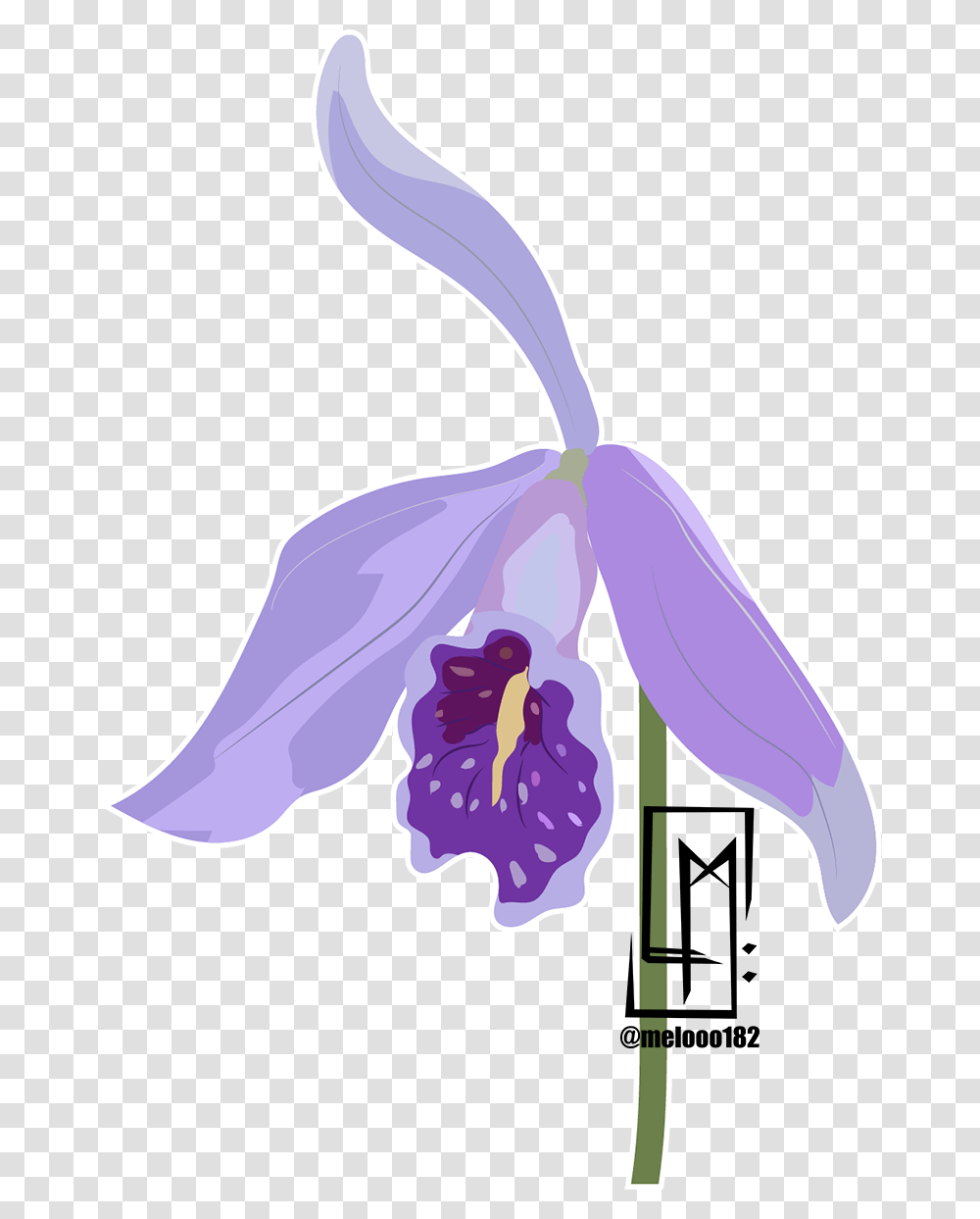 Moth Orchid, Plant, Flower, Blossom, Iris Transparent Png
