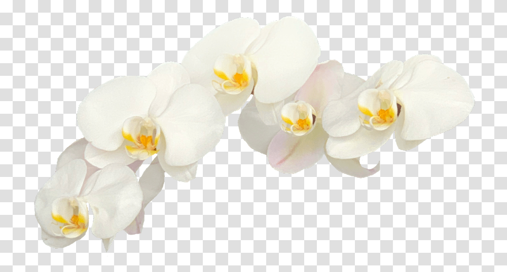 Moth Orchid, Plant, Flower, Blossom, Petal Transparent Png