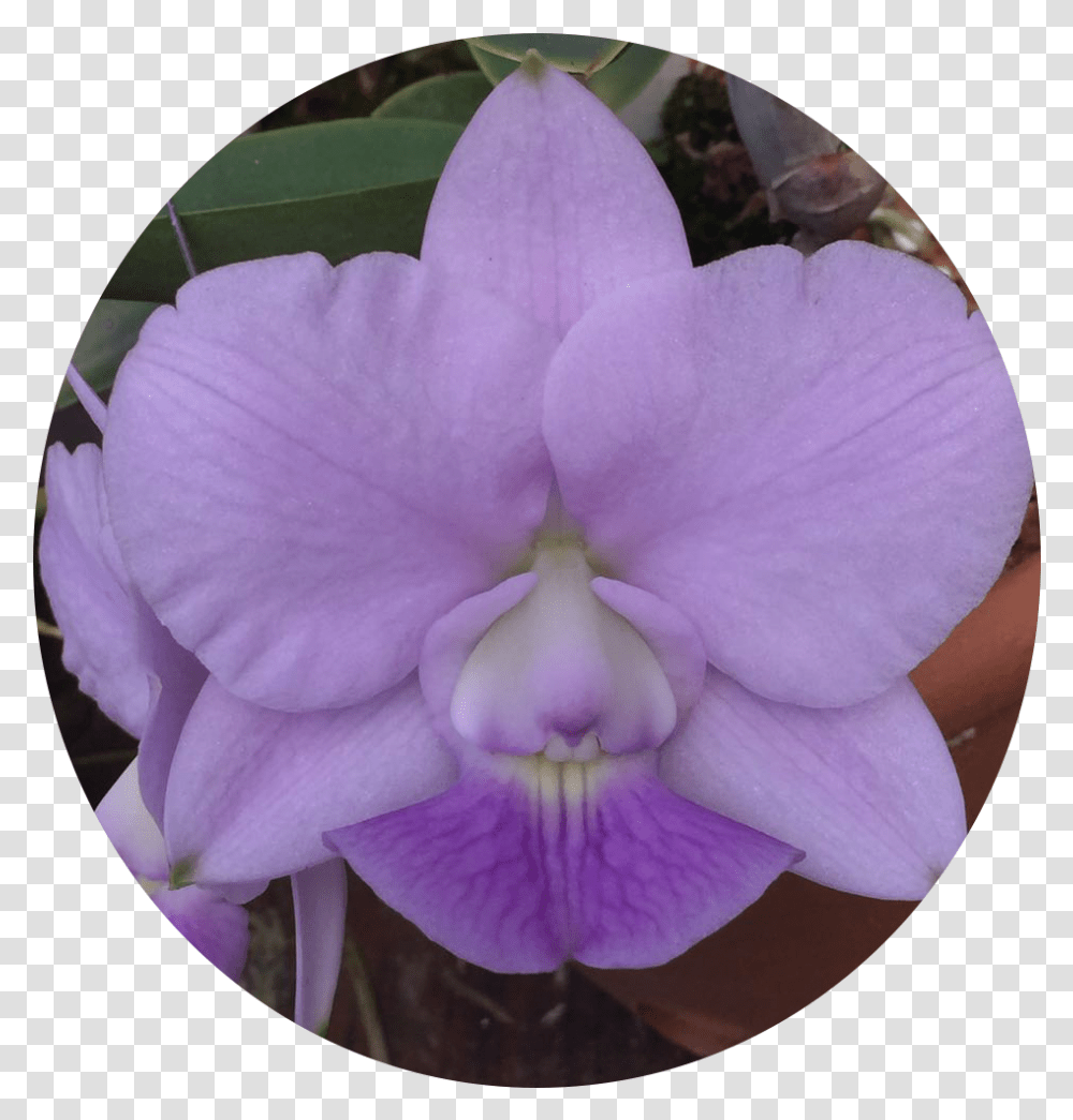 Moth Orchid, Plant, Flower, Blossom, Rose Transparent Png