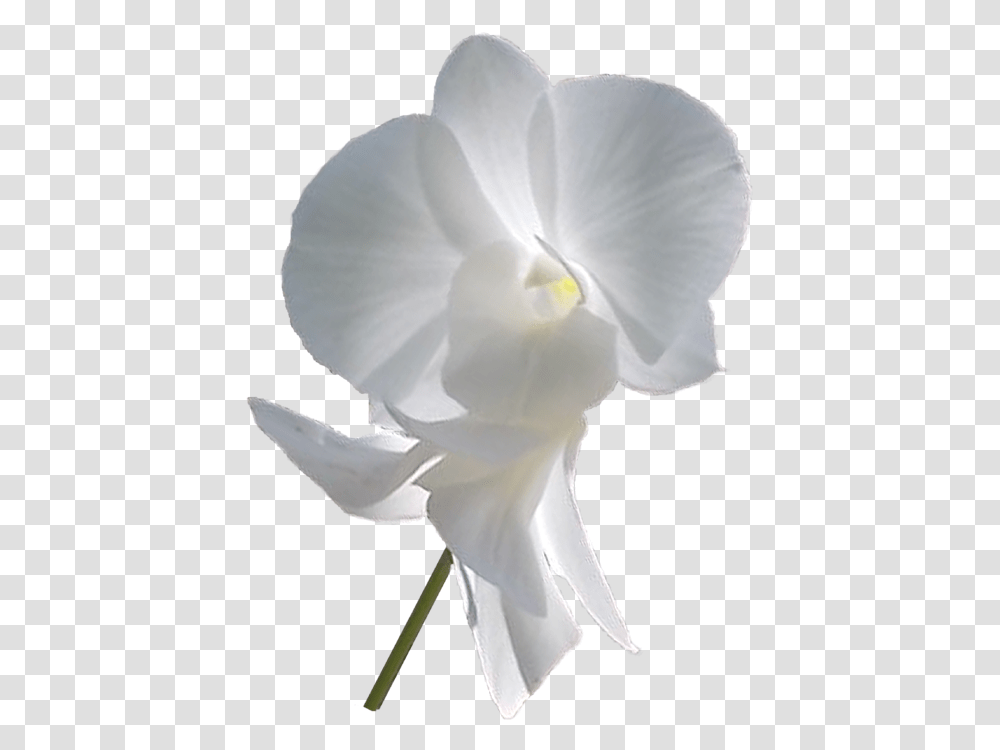 Moth Orchid, Plant, Flower, Blossom Transparent Png