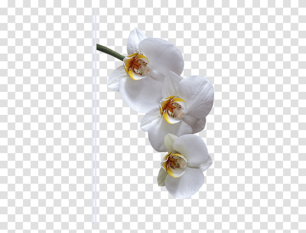 Moth Orchid, Plant, Flower, Blossom Transparent Png