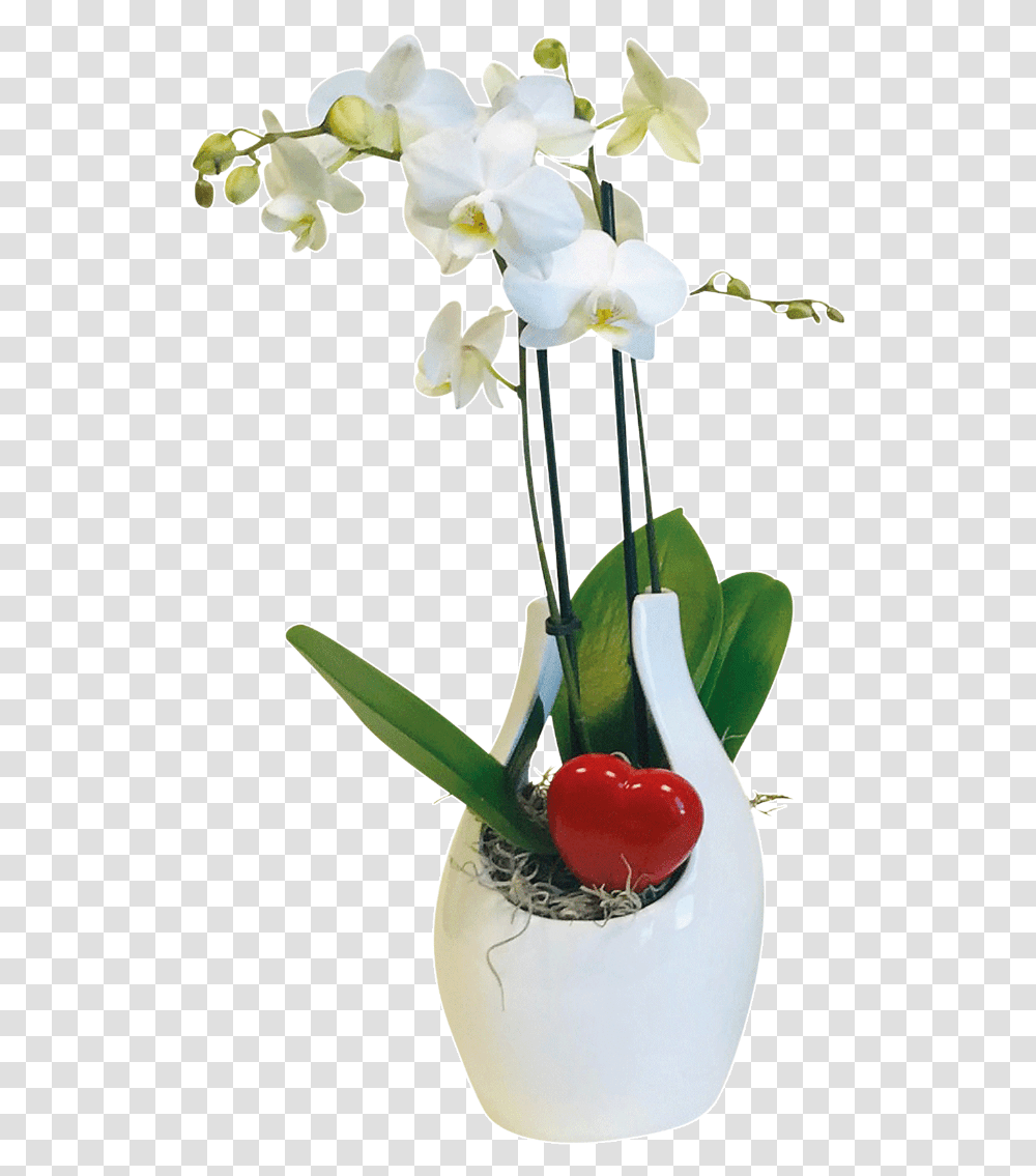 Moth Orchid, Plant, Flower, Blossom, Vase Transparent Png