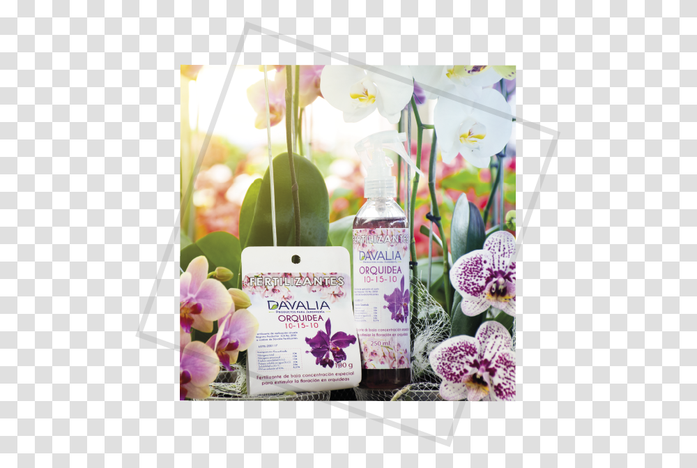 Moth Orchid, Plant, Flower, Bottle, Petal Transparent Png