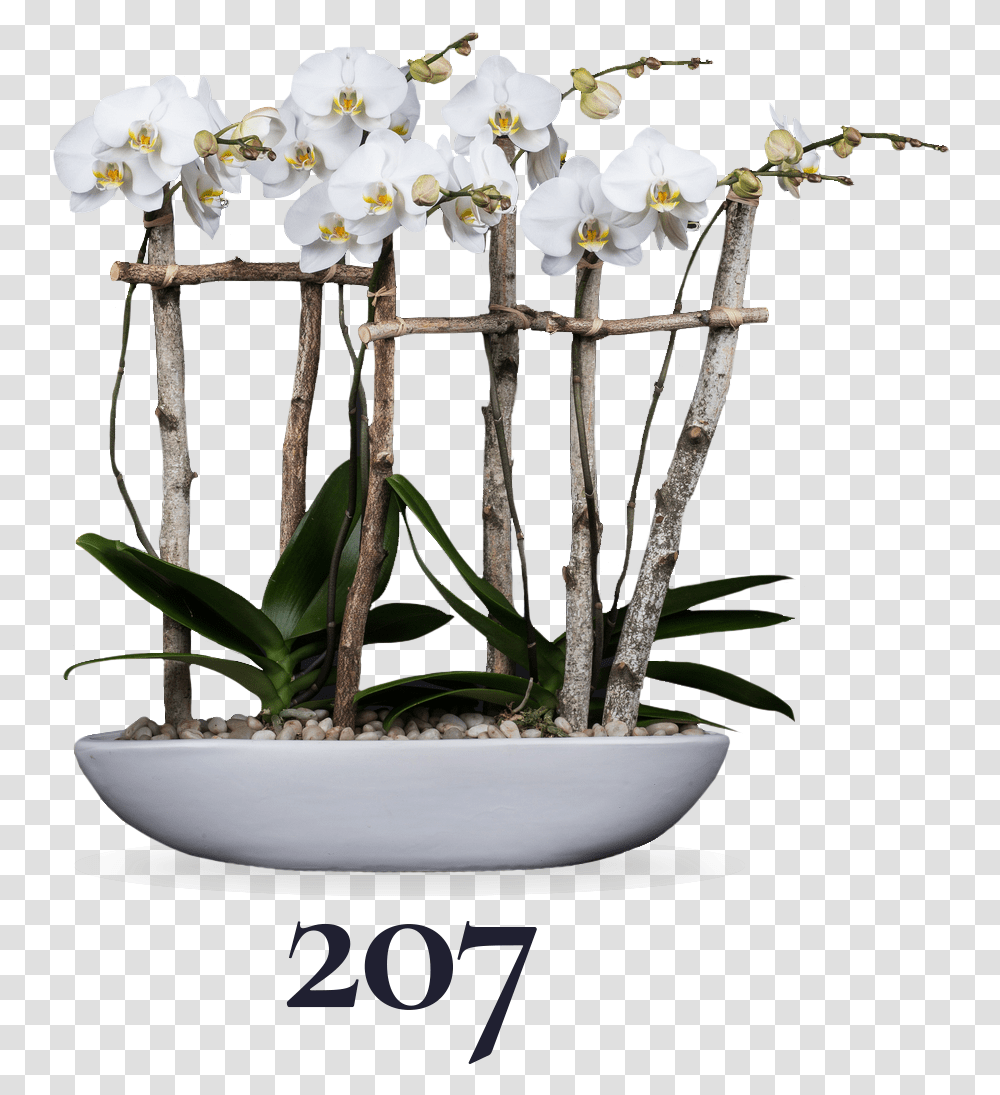 Moth Orchid, Plant, Flower, Vase, Jar Transparent Png