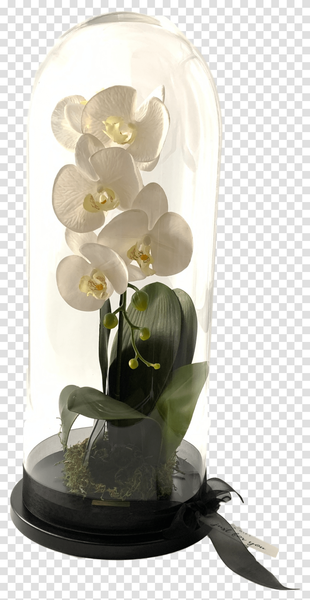 Moth Orchid, Plant, Ikebana, Vase Transparent Png