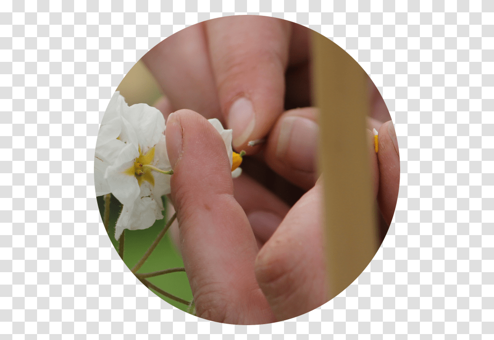 Moth Orchid, Plant, Person, Human, Finger Transparent Png