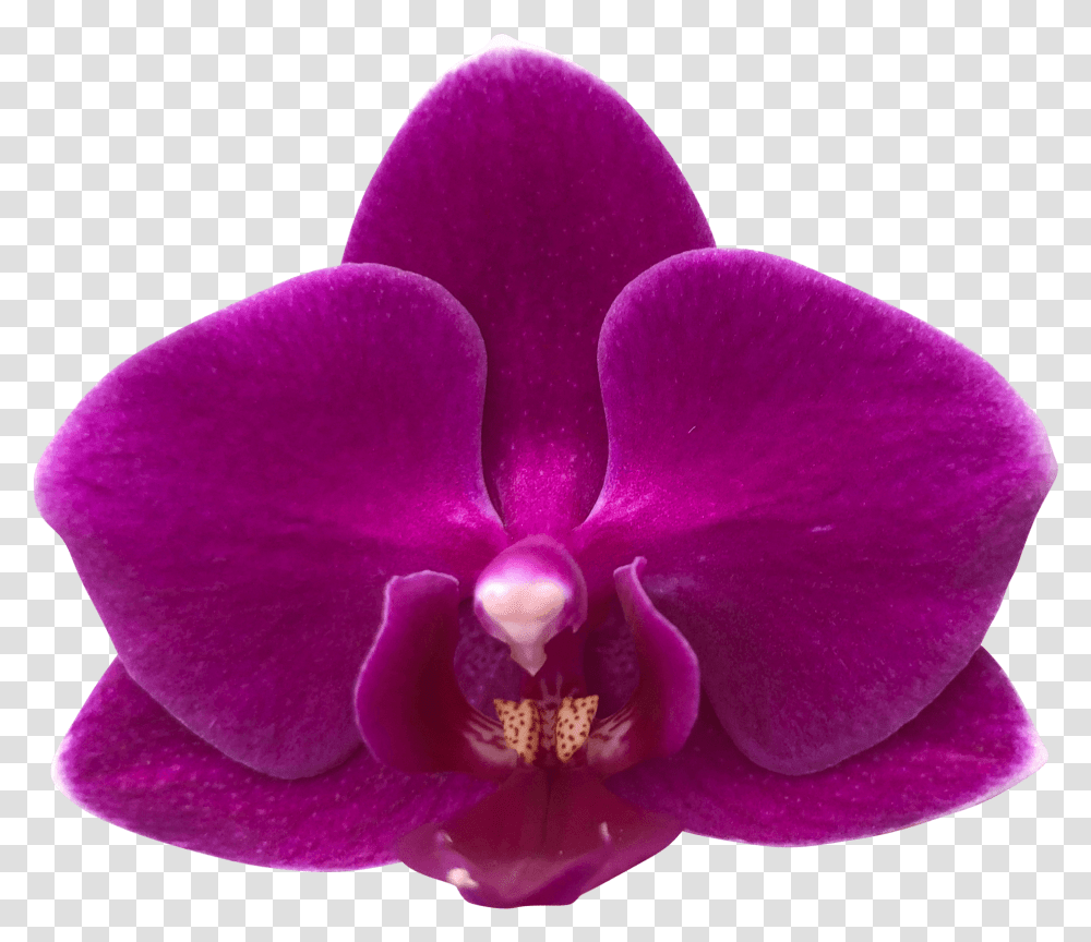 Moth Orchid, Plant, Rose, Flower, Blossom Transparent Png