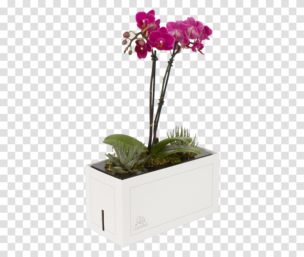Moth Orchid, Potted Plant, Vase, Jar, Pottery Transparent Png