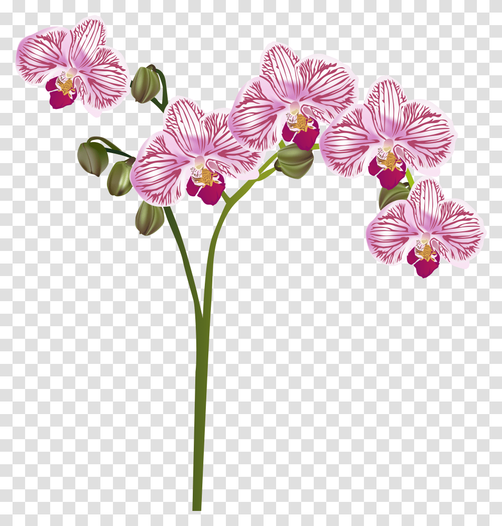 Moth Orchid Watercolor Orchid Clipart Transparent Png