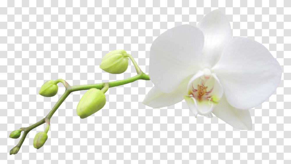 Moth Orchid White Orchid Flower, Plant, Blossom Transparent Png