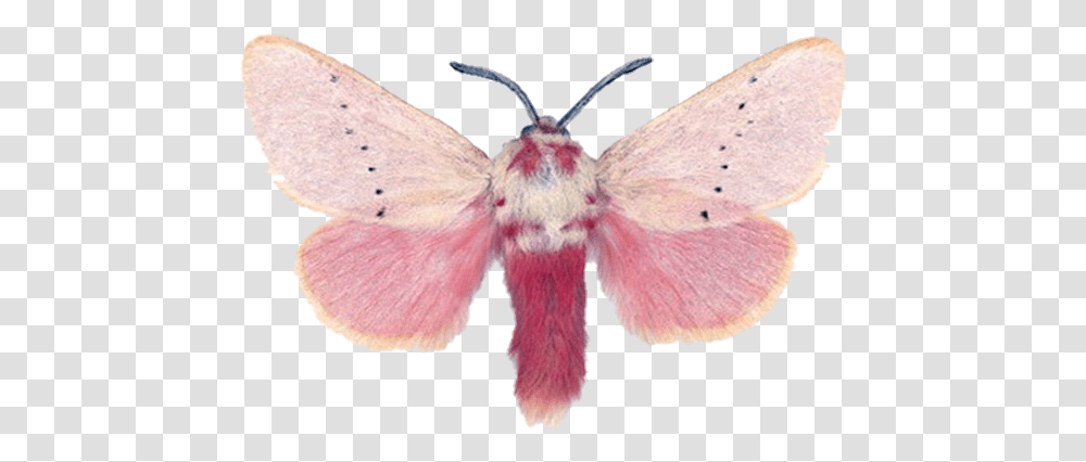 Moth Pinkmoth Nature Cottagecore Joseph Scheer, Butterfly, Insect, Invertebrate, Animal Transparent Png