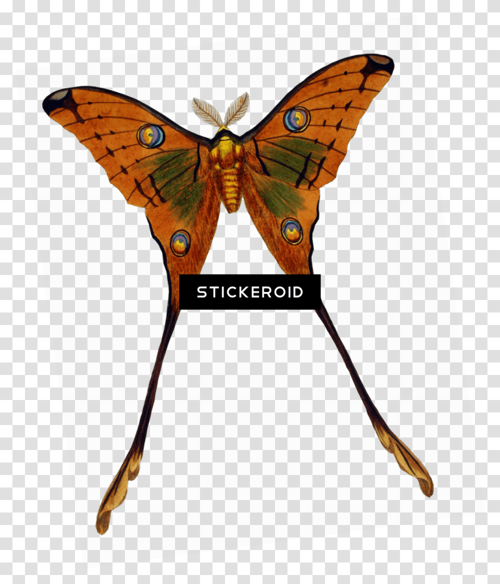 Moth Plate 1 Prints Clipart Download Swallowtail Butterfly, Insect, Invertebrate, Animal Transparent Png