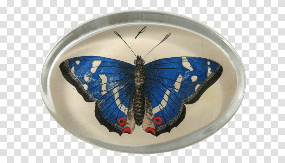 Moth, Porcelain, Pottery, Meal Transparent Png