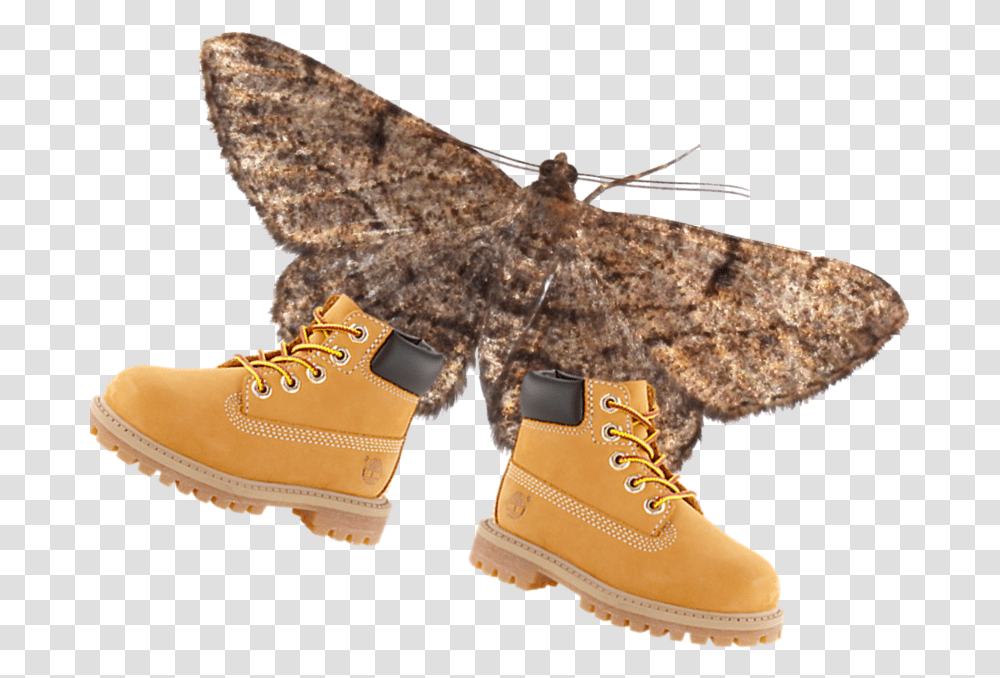 Moth, Shoe, Footwear, Apparel Transparent Png