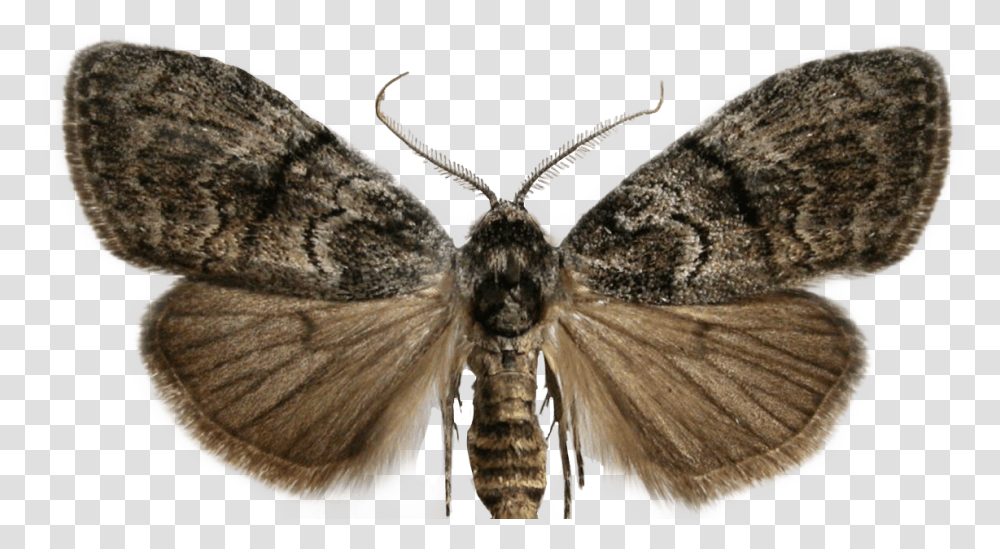 Moth Sticker Freetoedit Female Moth Antennae, Butterfly, Insect, Invertebrate, Animal Transparent Png