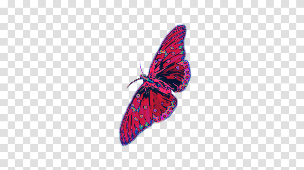 Moth Tumblr, Insect, Invertebrate, Animal, Pattern Transparent Png