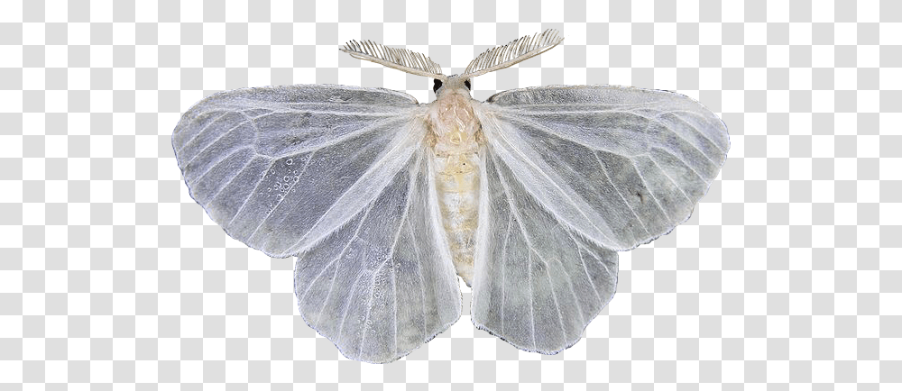 Moth White Whitepng Moths Sticker By Chloris Butterfly, Insect, Invertebrate, Animal Transparent Png