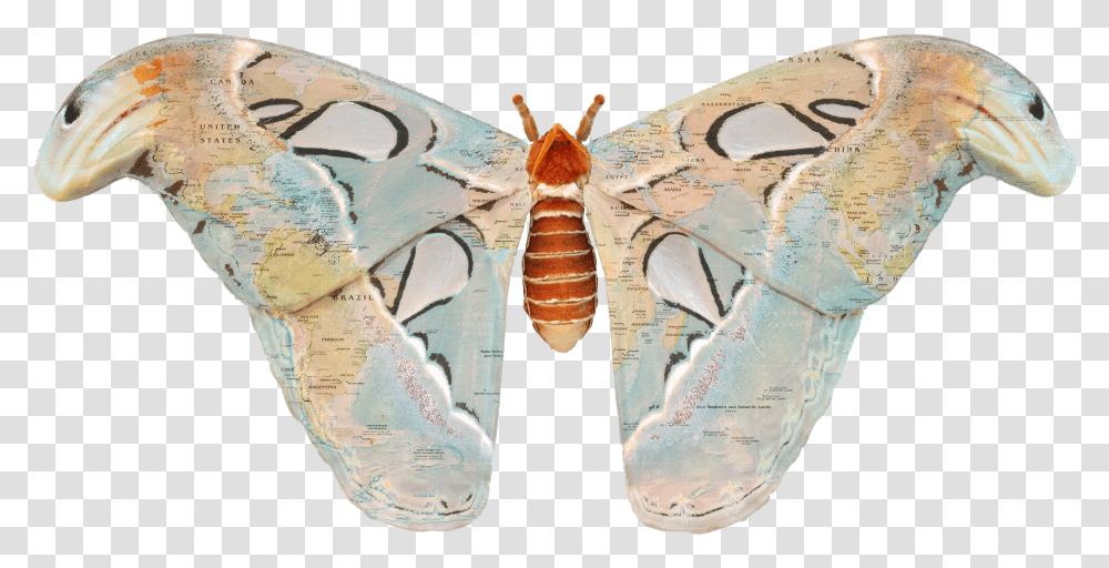 Moth Wings, Insect, Invertebrate, Animal, Butterfly Transparent Png
