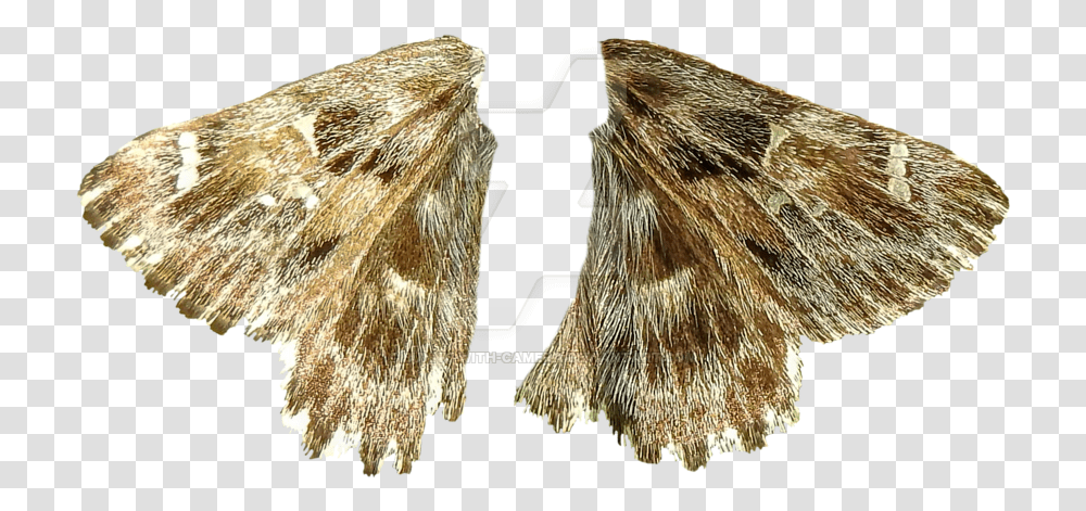 Moth Wings Moth Wings, Bird, Animal, Insect, Invertebrate Transparent Png