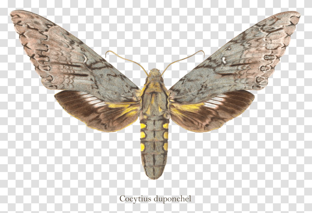 Moth Wings Transparent Png